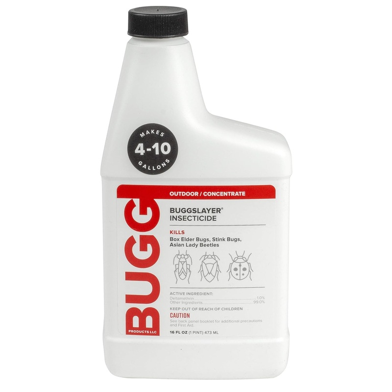 BUGGSLAYER Insecticide – Concentrate – Outdoor Box Elder Bugs, Stink Bugs, Asian Lady Beetles – 16 oz Bottle | Bigbigmart.com